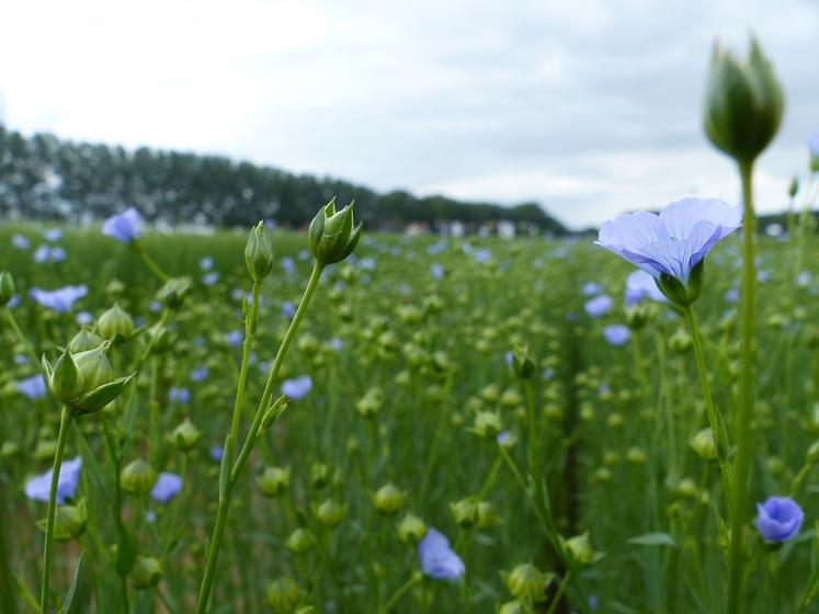 Pour la récolte 2022, un rendement moyen de 5,2 t de paille par hectare  est estimé, avec encore une fois de fortes disparités, allant de 3,2 à 8,2 t/ha selon les parcelles.