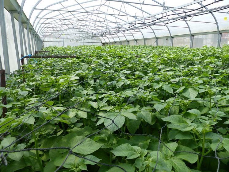 Les coûts de production, de collecte et de distribution des plants de pommes  de terre ont explosé. 