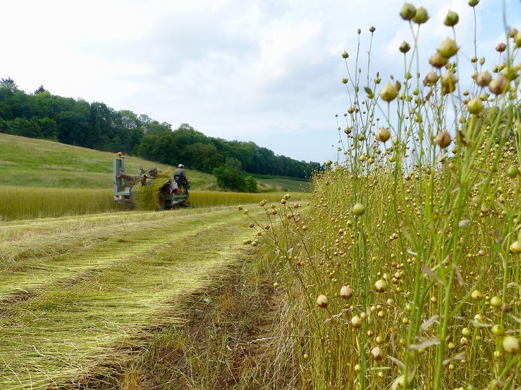 L’arrachage des parcelles de lin se poursuit dans la Somme. 