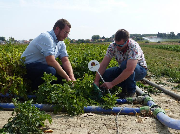Les essais du Groupe Carré apportent des références pour une utilisation optimale de la micro-irrigation et de la fertigation. 