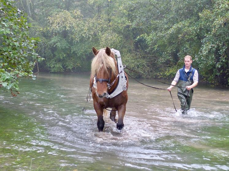 La déconcrétion du fond de la rivière consiste à remobiliser les cailloux et gravillons piégés en-dessous d’une croûte calcaire, pour permettre aux truites d’y pondre leurs œufs. La traction animale est la méthode la plus efficace pour cela. 