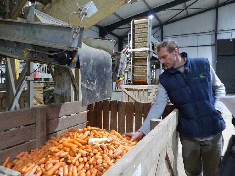 Les carottes font partie des légumes qui présentent les plus gros volumes d’écart de tri. Entre 30 et 50 % ne répondent pas aux exigences des GMS. Pour la Cuma Bio-territoires, que préside Olivier Halluin,  leur valorisation est un défi. 