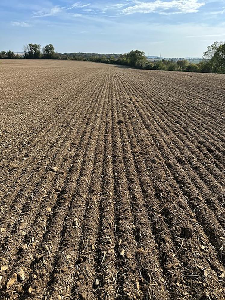 Parcelle lin d'hiver semé le 10-10-2023, secteur Montdidier.