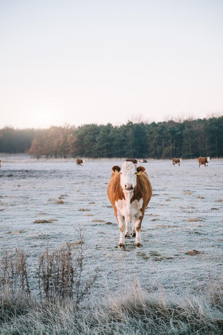 Dans les années à venir, les dates d’arrêt de la pousse avant l’hiver et de reprise au printemps seront sans doute plus aléatoires. 