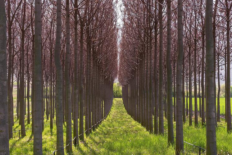 REPORTAGE. Ces agriculteurs bretons plantent des paulownias, véritables «  arbres à oxygène »