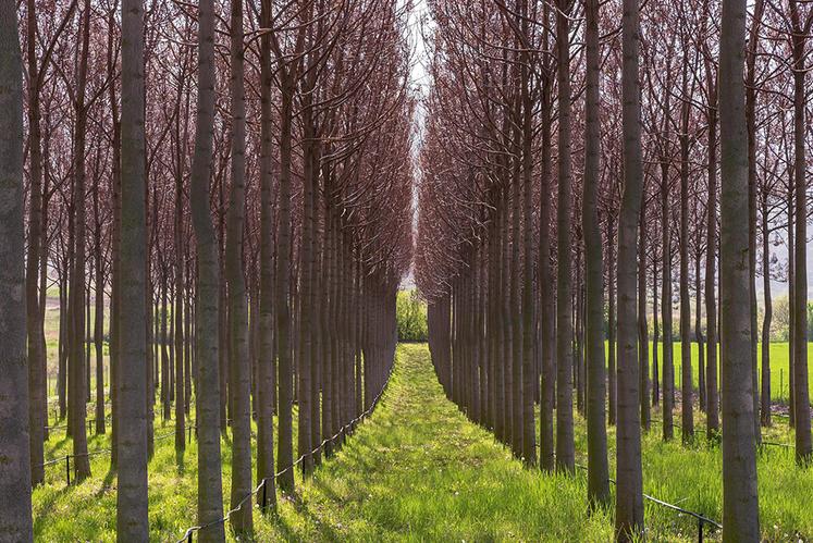 Il existe différentes variétés d'arbres Paulownia, adaptées aux différentes régions. 