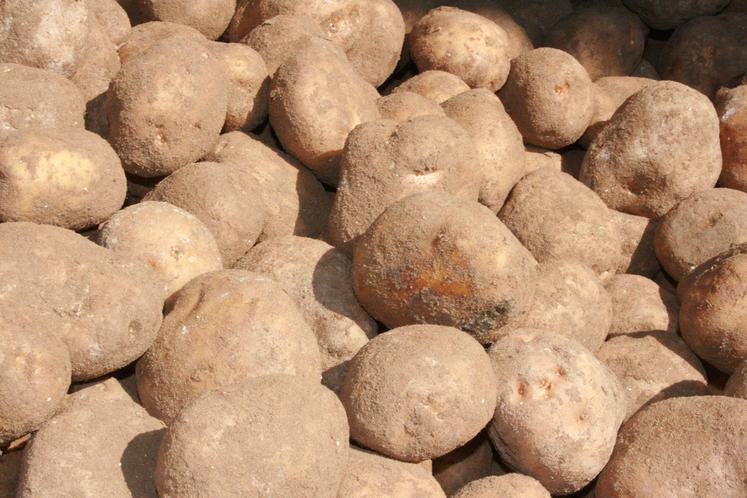 Il semble aujourd’hui que les produits promettent d’être une alternative réelle au CIPC, même si des essais sont encore nécessaires.