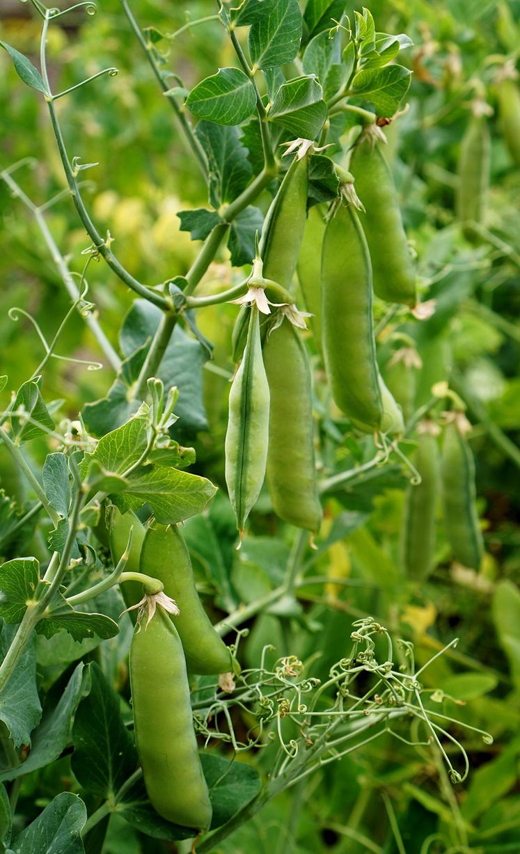 Comme la bio en général, les légumes d’industrie souffrent de la crise. Mais des indicateurs laissent penser qu’il y a un avenir. 