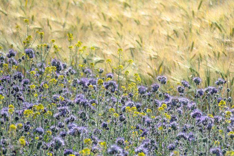 La valorisation des ZNT par des couverts mellifères a montré des résultats sur les pollinisateurs, notamment  en Hauts-de-France.  