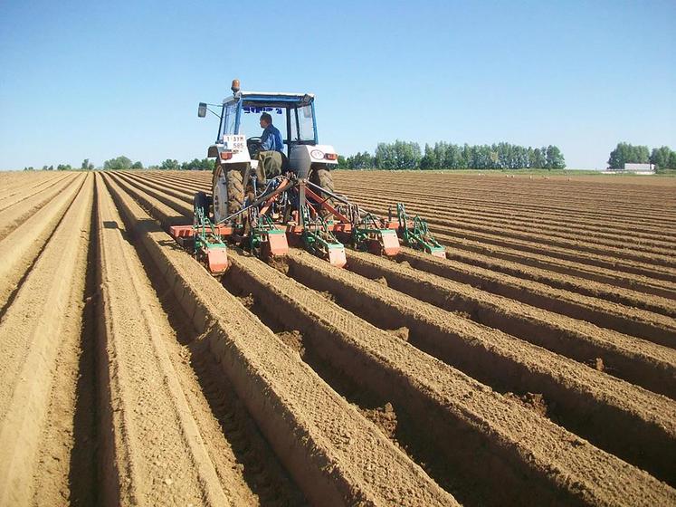 Les mini-barrages entre les buttes de pommes de terre permet de limiter le ruissellement.