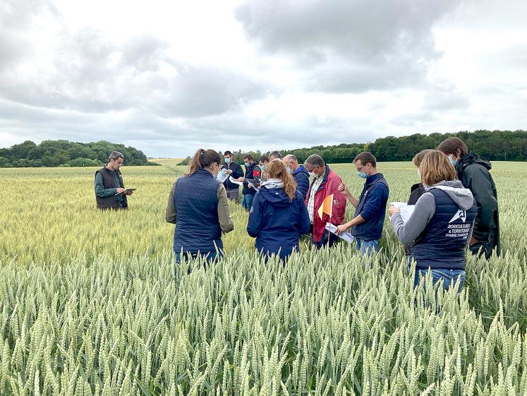 Visite des essais blé sur blé à Villers-Bocage, le 25 juin.