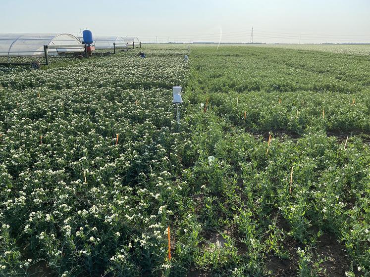 Plateforme d’essai à Berny-en-Santerre : deux variétés testées. 