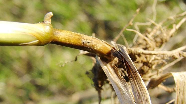 Le piétin-verse est une maladie inféodée à la parcelle, qui touche uniquement les bas de tiges.
