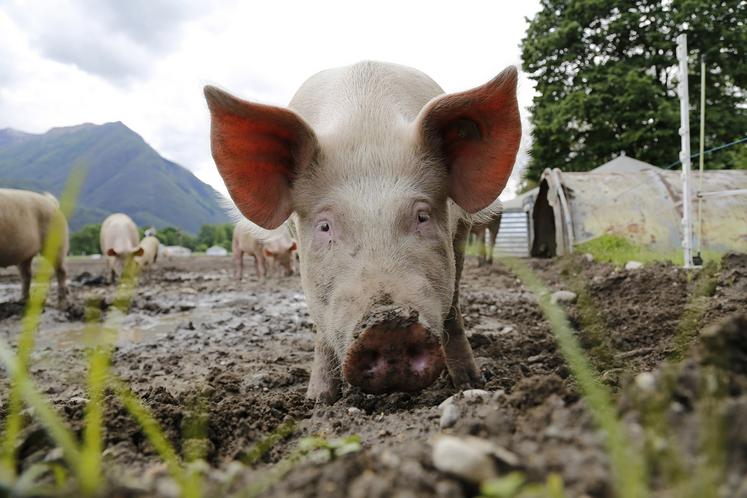Selon la coopération agricole, la production porcine bio représente 30 à 40 % de volume en trop. 