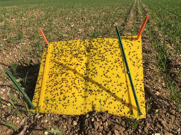 L’observation en parcelle est un des leviers. Les conseillers de la Chambre d’agriculture de la Somme réalisent un réseau de piégeage des pucerons à l’automne. 