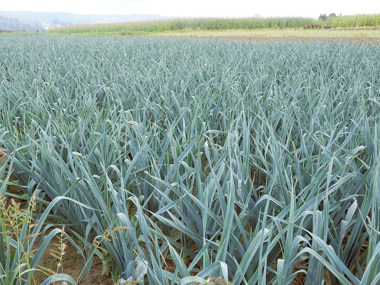 Les poireaux, de bonne qualité malgré un petit calibre, devraient être  correctement valorisés. 