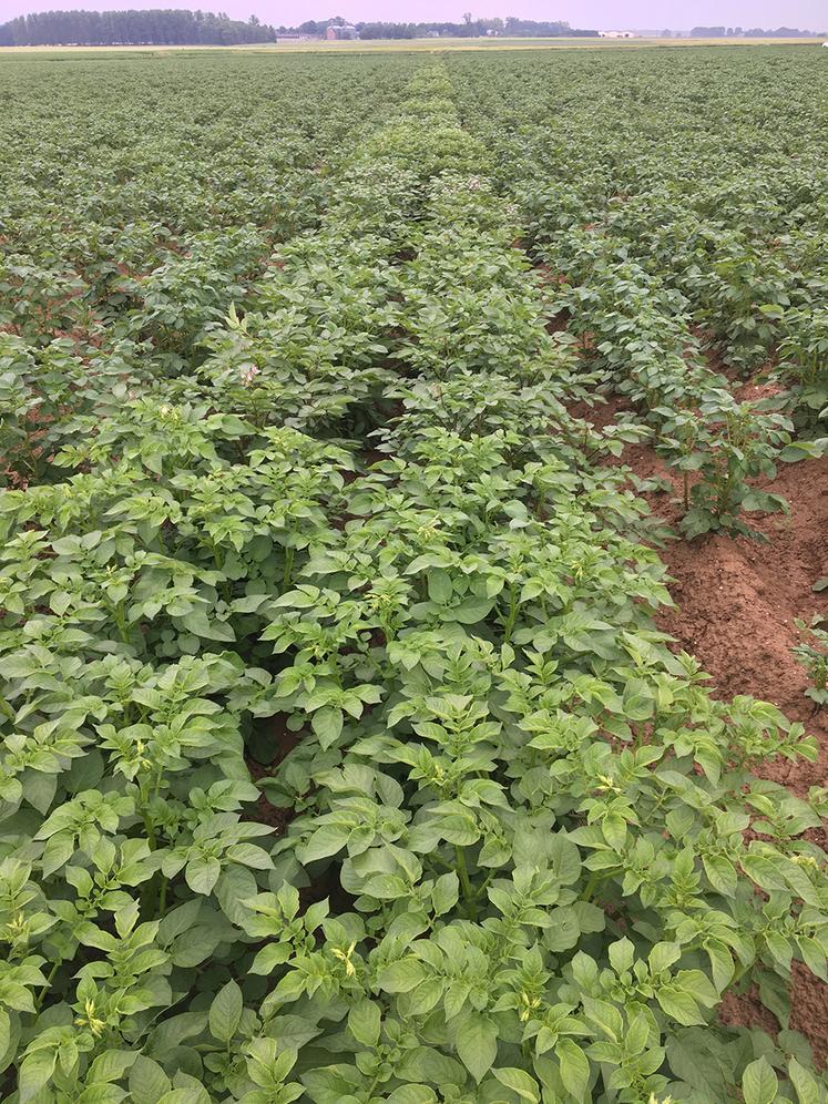 Rangées d’une culture de pommes de terre.