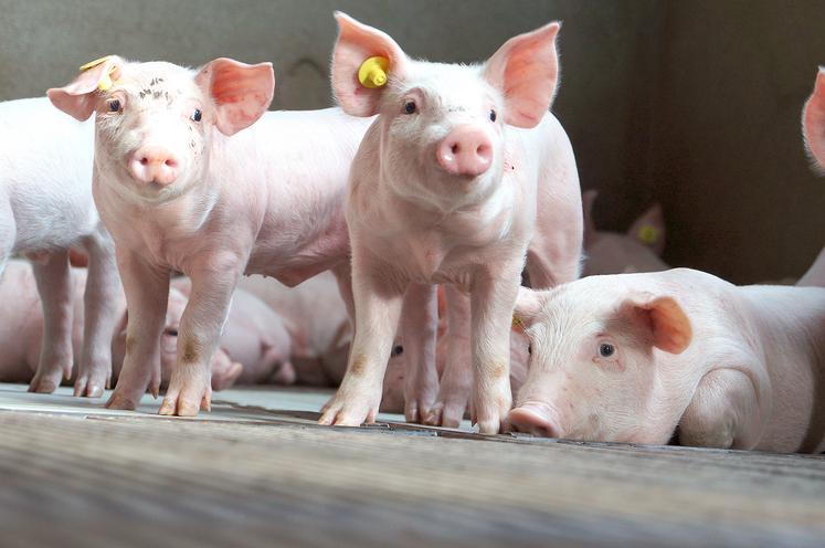 La hausse des prix du porc est due au manque d’offre en sortie des élevages. 