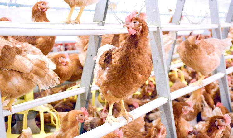 Effets de la crise sanitaire, baisse de consommation, multiplication des bâtiments... Plusieurs motifs pourraient expliquer la crise qui touche actuellement la filière œufs. 