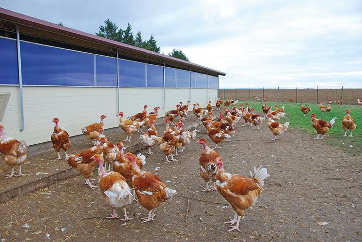 La viande de poulet est la volaille plébiscitée par les consommateurs  français. Sur près de 30 kg de volaille consommée par an et par personne,  21 kg concernent le poulet.