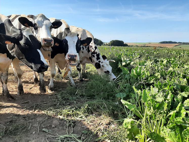 Consommer des betteraves fourragères à même le champ ? Les vaches laitières  de l’EARL du Haut-Buisson aiment visiblement cela. 