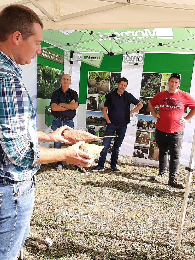 Pour Rémi Pigneaux (Agro Fourrages), l’intérêt d’intégrer le pâturage de la betterave fourragère dans un bilan fourrager est d’abord de «compenser un manque  de fourrage dans un contexte tendu.» 