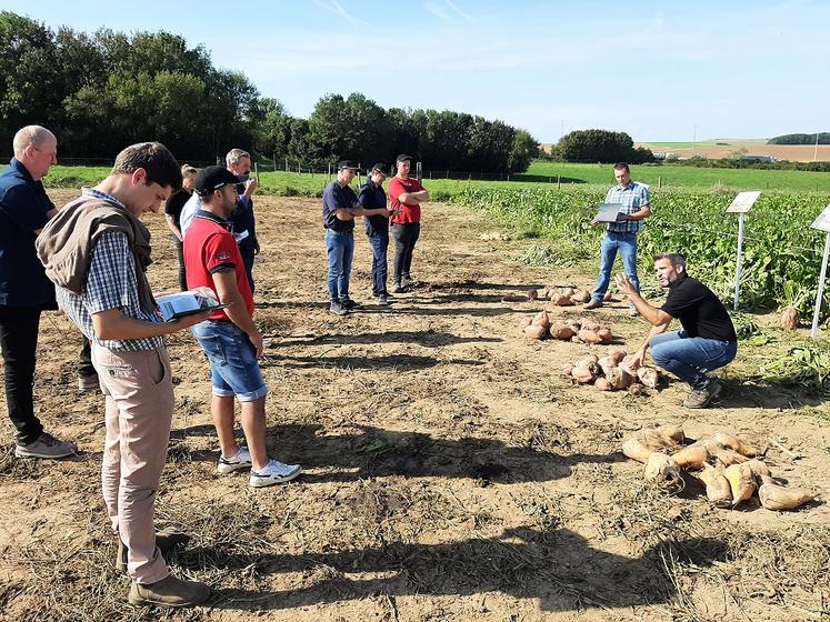 Le semencier KWS Momont propose une gamme de cinq variétés de betteraves fourragères en fonction des utilisations recherchées. 
