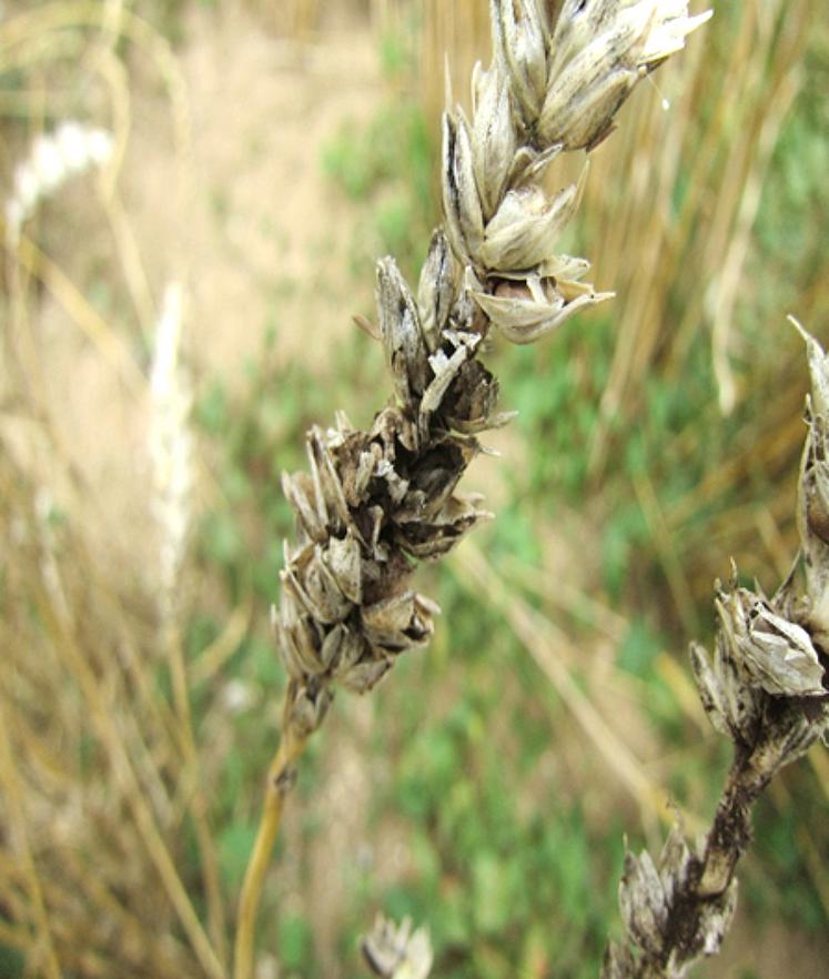 La carie du blé provoque d’importantes pertes de rendements et une forte détérioration de la qualité sanitaire des récoltes.  
