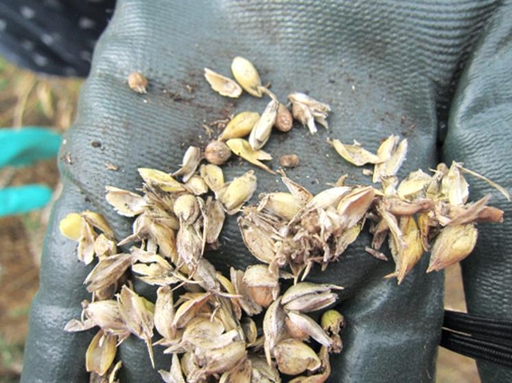 La carie du blé provoque d’importantes pertes de rendements et une forte détérioration de la qualité sanitaire des récoltes.  