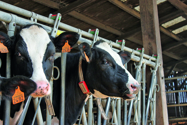 Avec les colliers, les animaux sont surveillés sur l’ensemble de leur cycle de vie. 