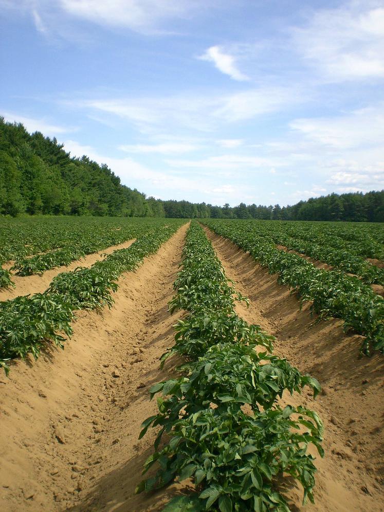 Pour bénéficier du FMSE en cas de problème sanitaire, l’intégralité de ses surfaces de pommes de terre plantées en 2023 (hors production de plants certifiés) doit être déclarée le 30 juin 2023 au plus tard. 