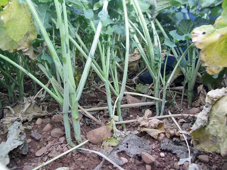 Retrouvez sur www.terresinovia.fr l’outil «régulateur automne colza» pour vous aider à estimer le risque. 