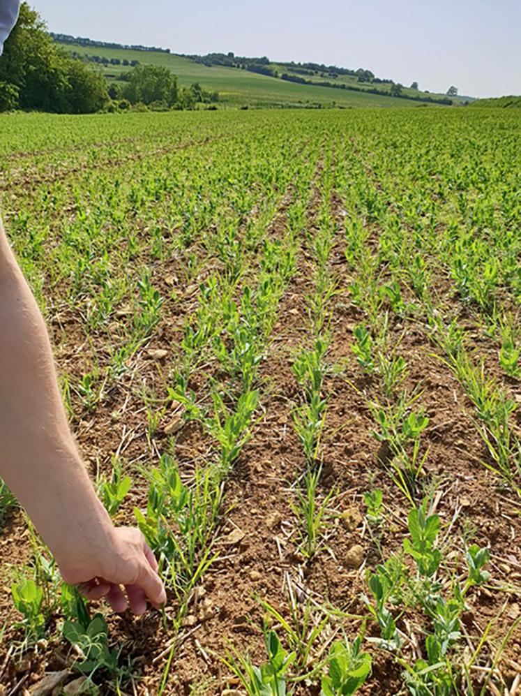Le retour d’un pois ou d’une féverole dans une rotation nécessite 5 à 6 ans afin  de limiter les risques sanitaires. 