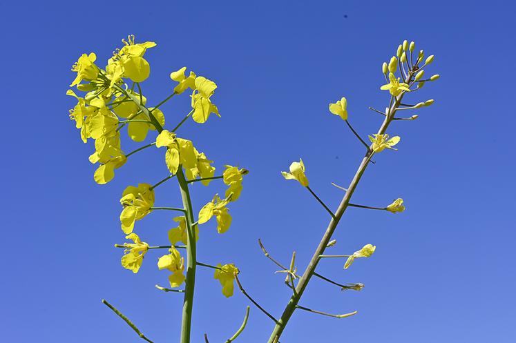 Plante normale à gauche et plante carencée en soufre à droite. 