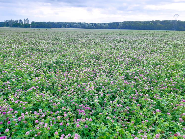 Parcelle de trèfle violet semences en floraison. 