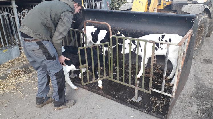 Le transport des veaux est réalisé en toute sécurité, sans stress pour l’éleveur et l’animal.