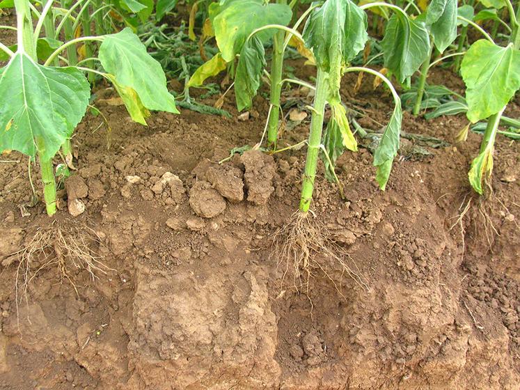 Un bon enracinement aidera la plante à s’adapter aux périodes de stress hydrique, notamment durant la floraison. 