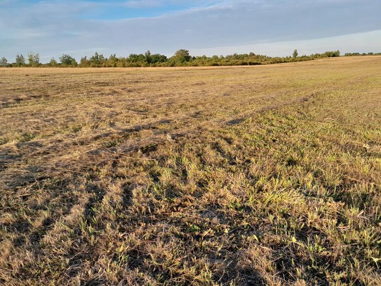 Une cinquantaine d’hectares de pâtures ont pu être récoltés par des éleveurs  certifiés bio en juillet dernier sur le camp militaire de Sissonne quand d’autres parties de ce vaste territoire continuent à être pâturées. 