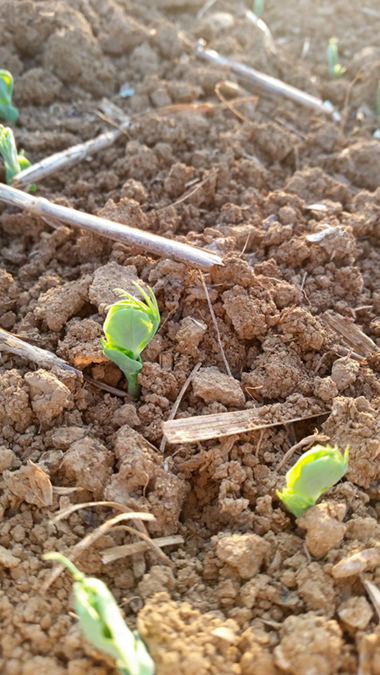 Une bonne implantation suivie d’une levée précoce, homogène et d’une bonne nodulation permettent d’obtenir une culture plus robuste. 