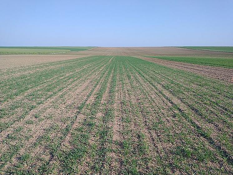 Les premiers résultats de l’utilisation de plantes compagnes sont prometteurs mais l’itinéraire technique reste à affiner pour limiter la concurrence avec la betterave. 