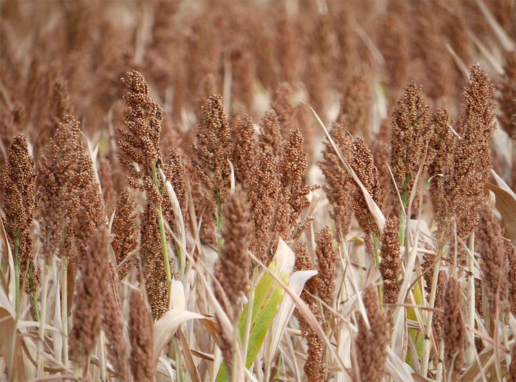 Le débouché principal en France est celui de l’alimentation animale. 
