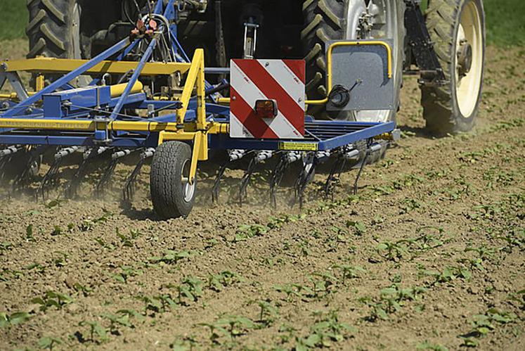 Un échec lors du désherbage peut compromettre la récolte de la parcelle  étant donné que la betterave est particulièrement sensible à la concurrence  des adventices depuis la levée jusqu’au stade de couverture du sol. 