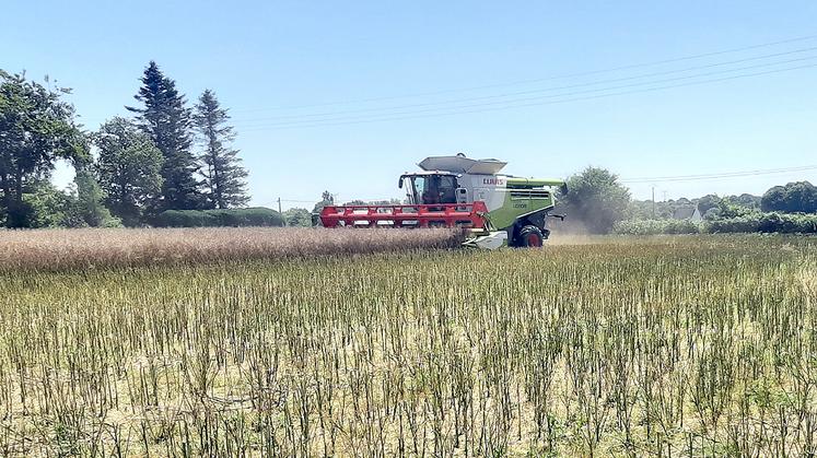 Les premières bennes de colza sont au-delà de 35 qx. 