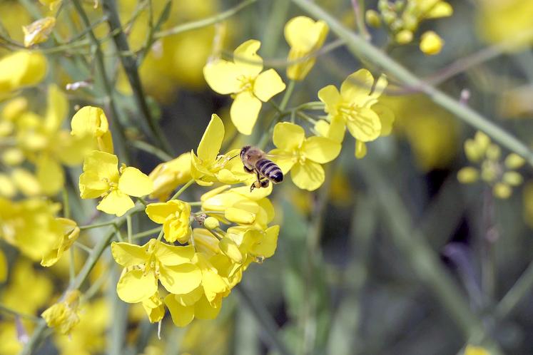 Zéro résidu de clothianidine et de thiaméthoxame (NNI) devrait être imposé pour les produits importés en Europe. 