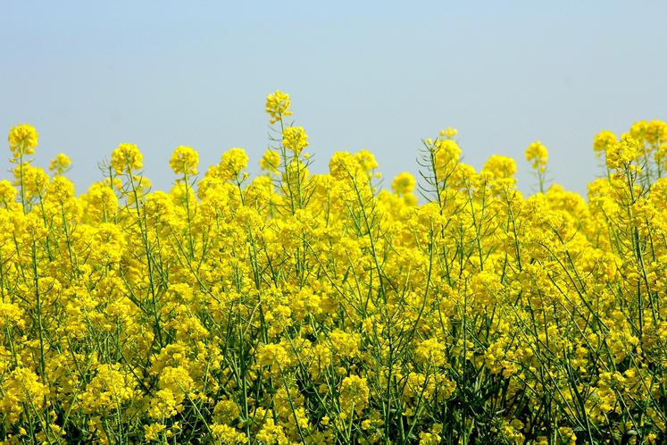 colza