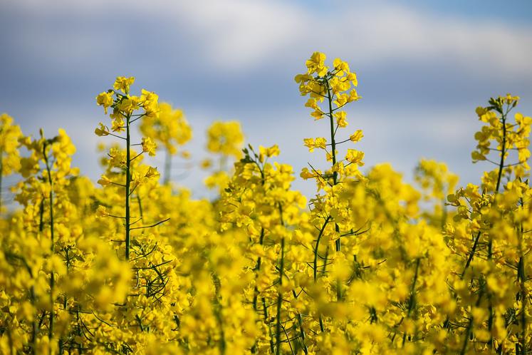 Sur les 1,3 million d’hectares de colza, seuls 1 500 à 3 000 sont dédiés au biofioul, mais les surfaces devraient se développer rapidement.