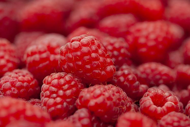 Les framboises sont une petite diversification supplémentaire chez les Legry. 