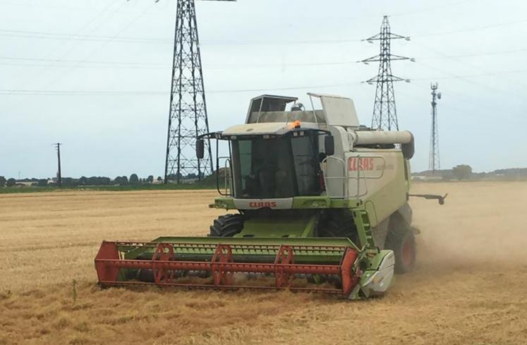 Récolte de lentilles.
