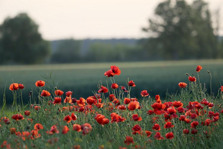 Marc Fesneau estime que seule la dérogation à la BCAE 8 (jachères) devrait être prolongée pour couvrir les besoins de production. 