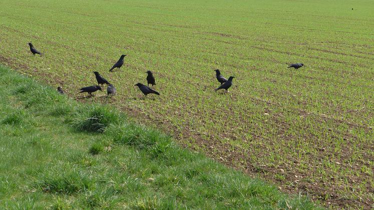 Pour les corvidés, la chasse s’est terminée le 28 février. Depuis le 1er mars et jusqu’au 31 mars, la destruction à tir  est autorisée et ce, sans formalités.